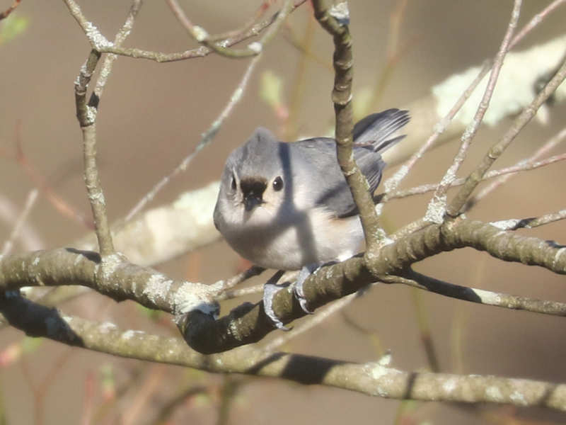 Mystery bird to be identified