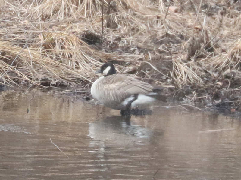 Mystery bird to be identified