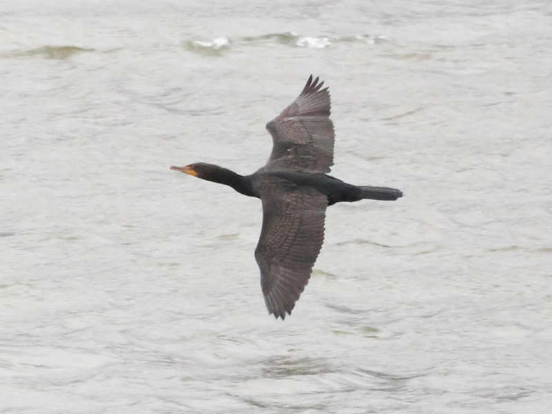 Mystery bird to be identified
