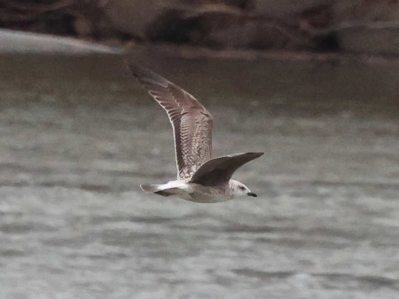 Mystery bird to be identified