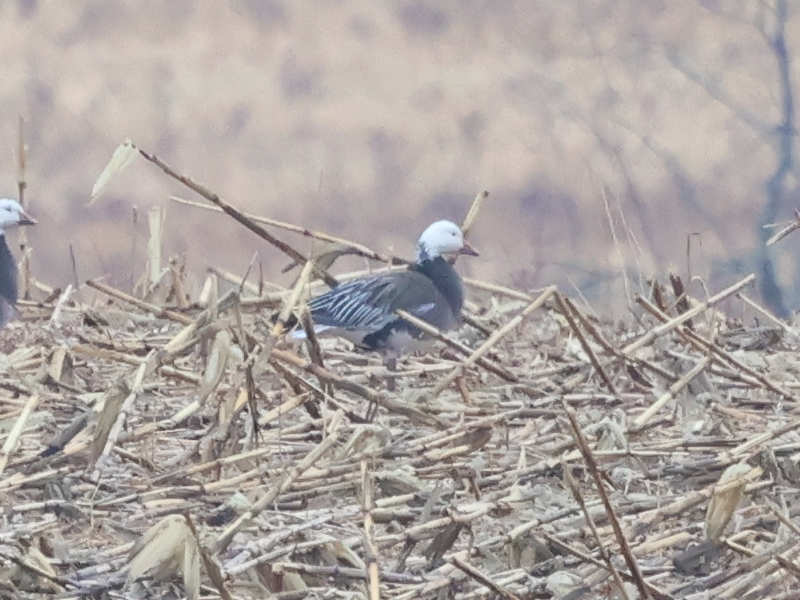 Mystery bird to be identified