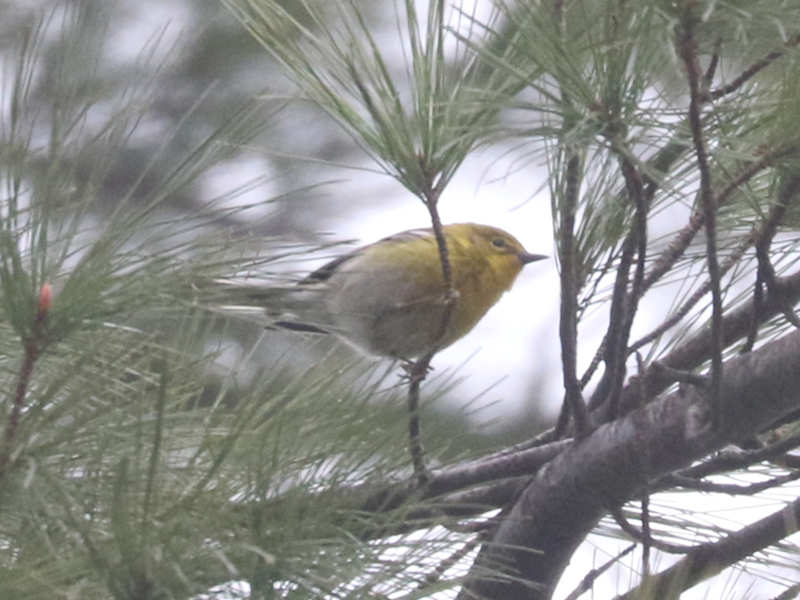 Mystery bird to be identified