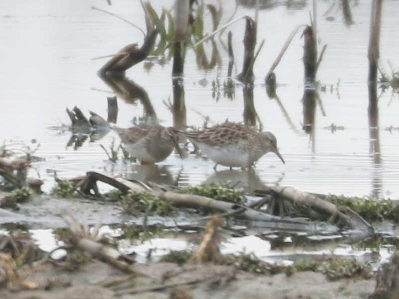 Mystery birds to be identified