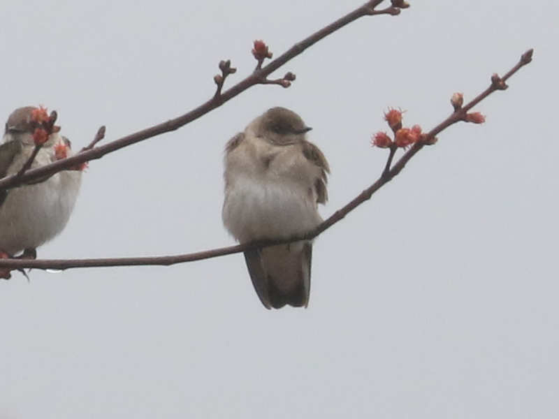 Mystery bird to be identified
