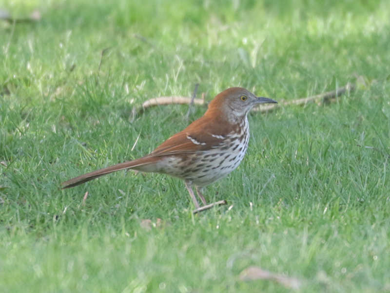 Mystery bird to be identified