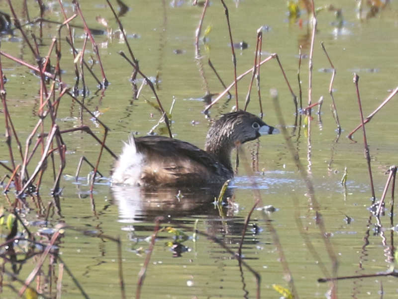 Mystery bird to be identified