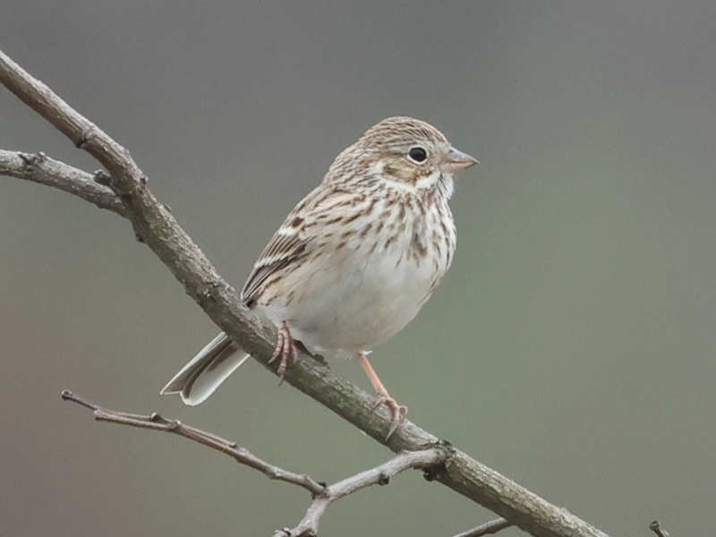 Mystery bird to be identified