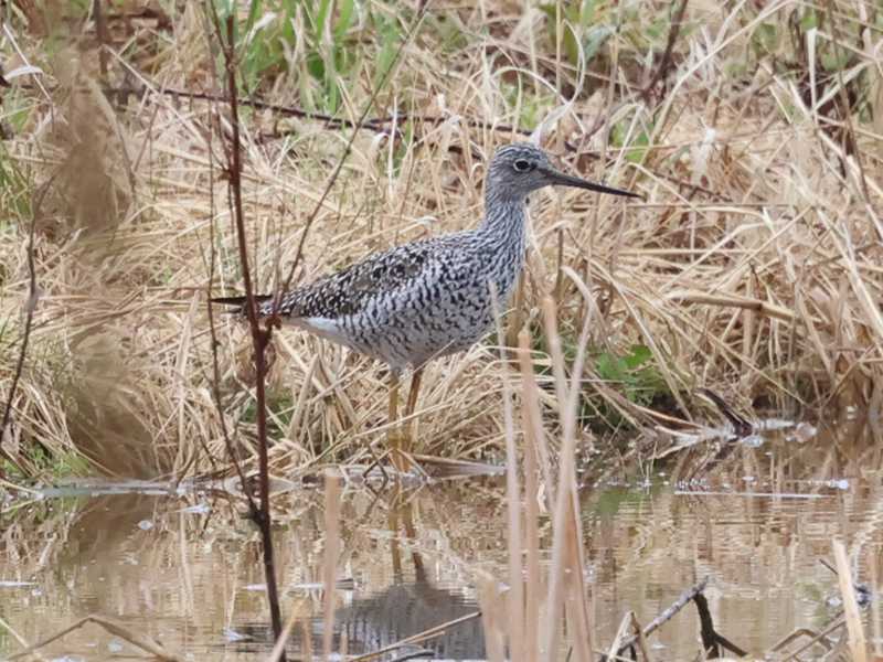 Mystery bird to be identified