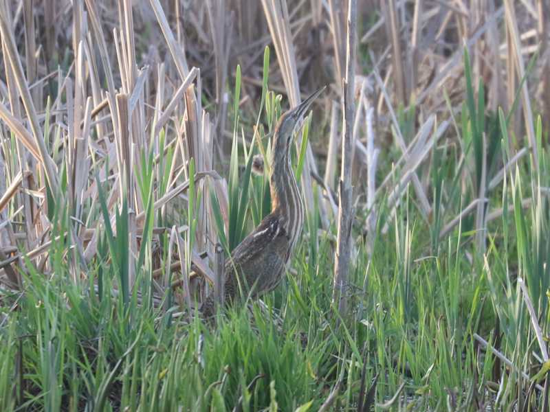 Mystery bird to be identified
