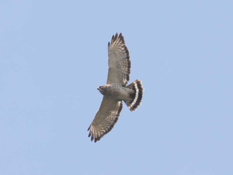 Mystery bird to be identified