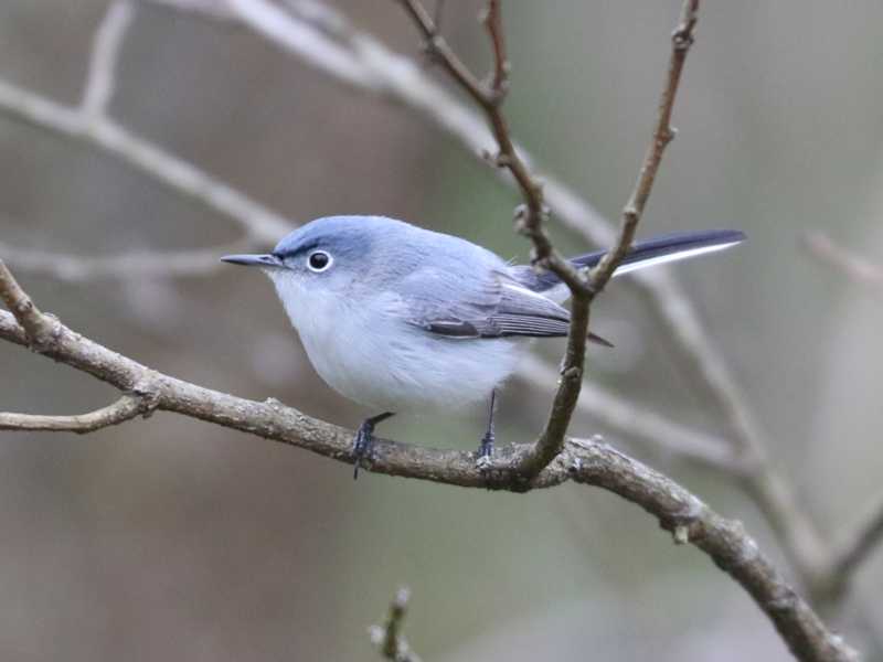 Mystery bird to be identified
