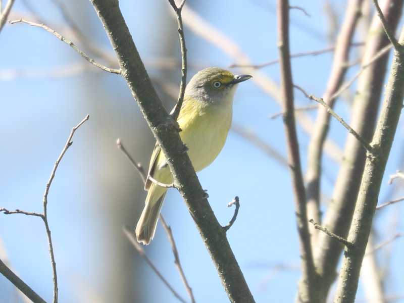 Mystery bird to be identified