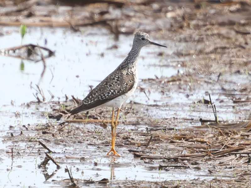 Mystery bird to be identified
