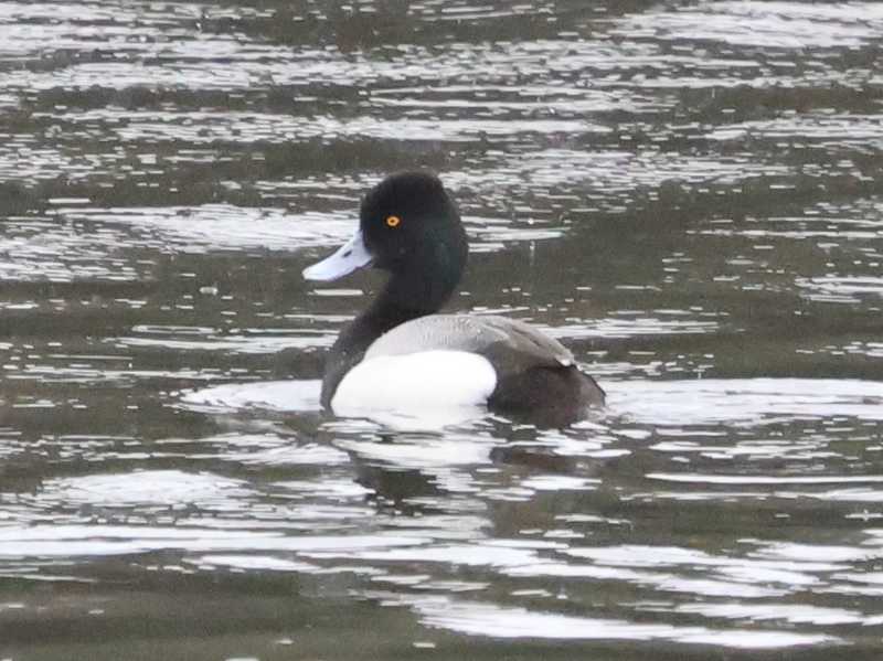 Mystery bird to be identified