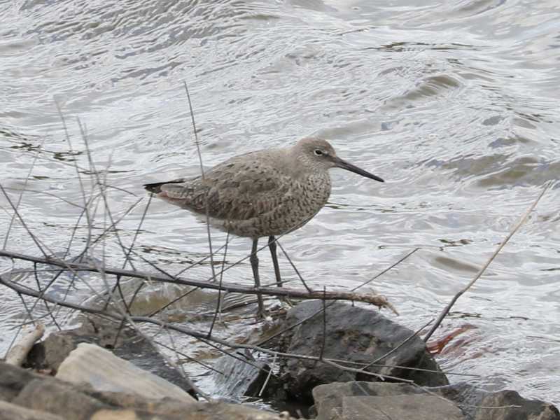 Mystery bird to be identified