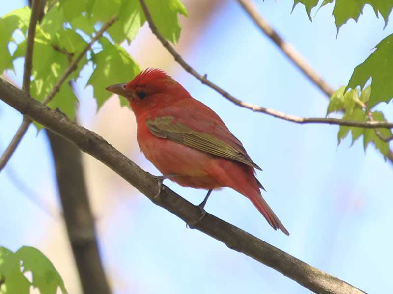 Mystery bird to be identified