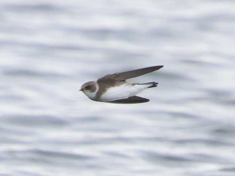 Mystery bird to be identified