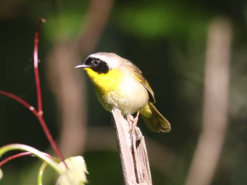 Mystery bird to be identified