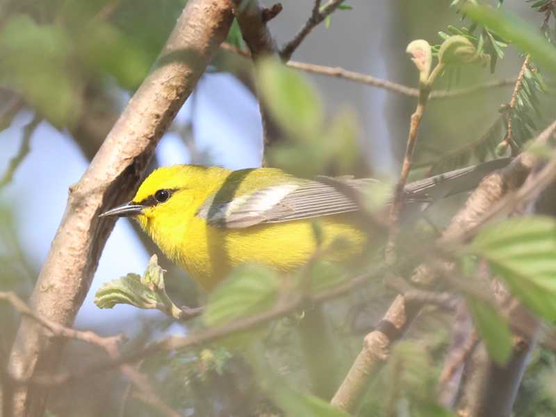 Mystery bird to be identified