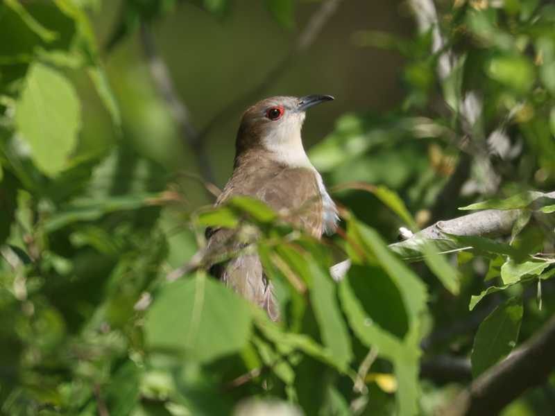 Mystery bird to be identified