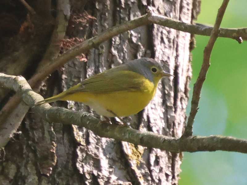 Mystery bird to be identified