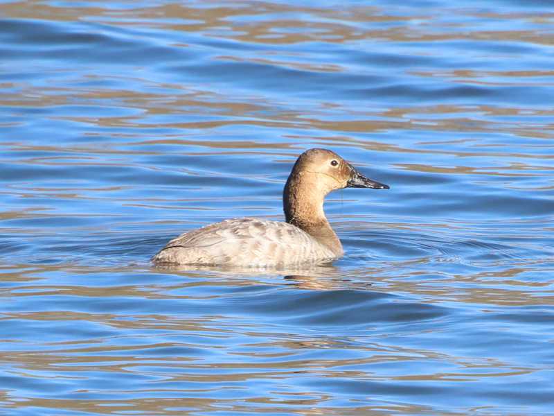 Mystery bird to be identified