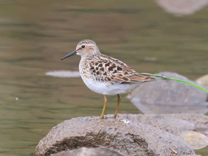 Mystery bird to be identified