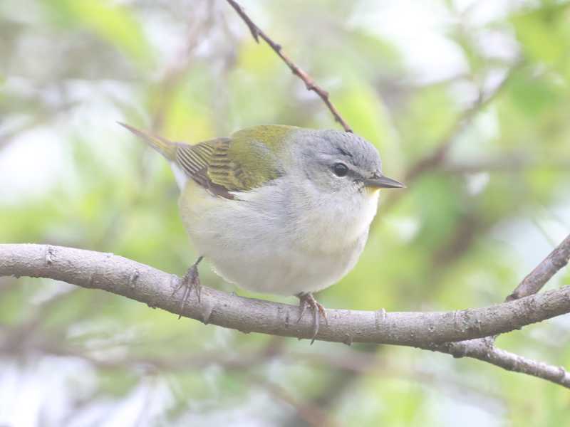 Mystery bird to be identified