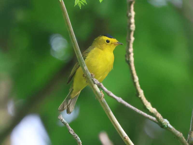 Mystery bird to be identified