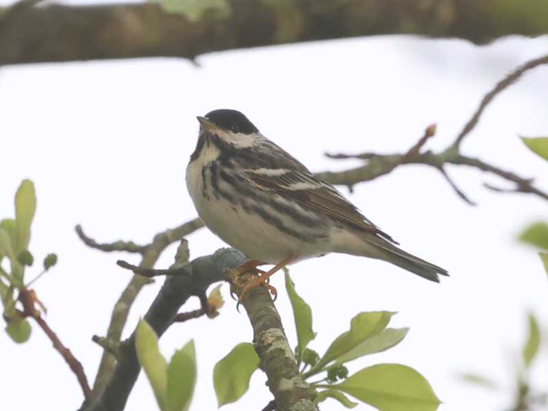 Mystery bird to be identified