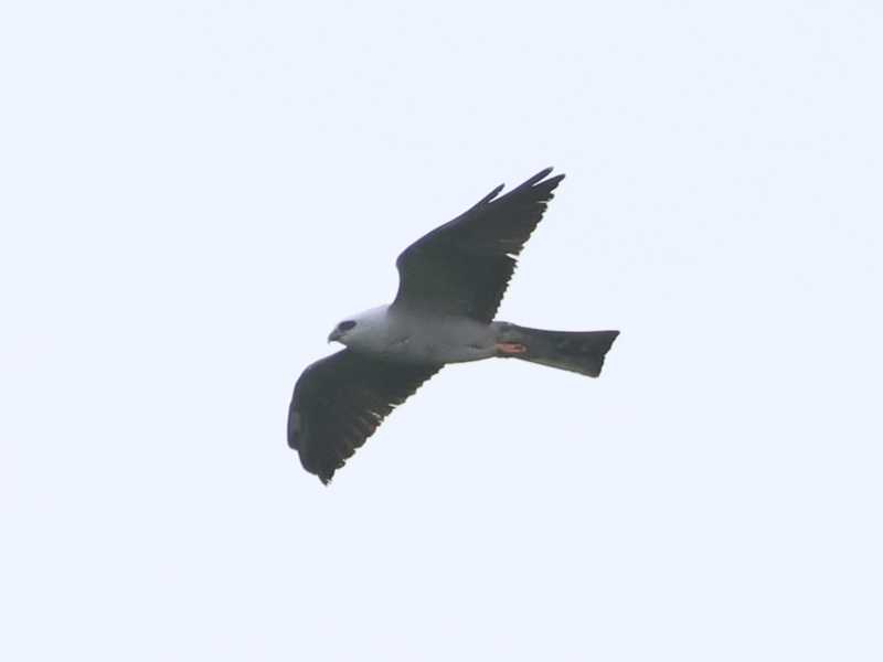 Mystery bird to be identified