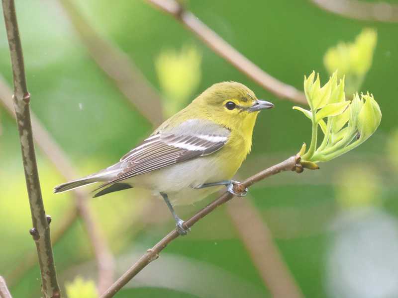 Mystery bird to be identified