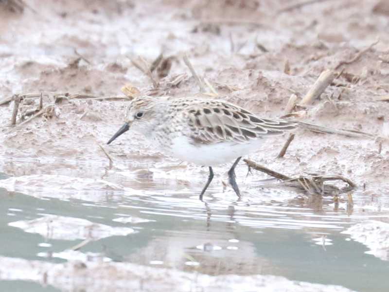 Mystery bird to be identified