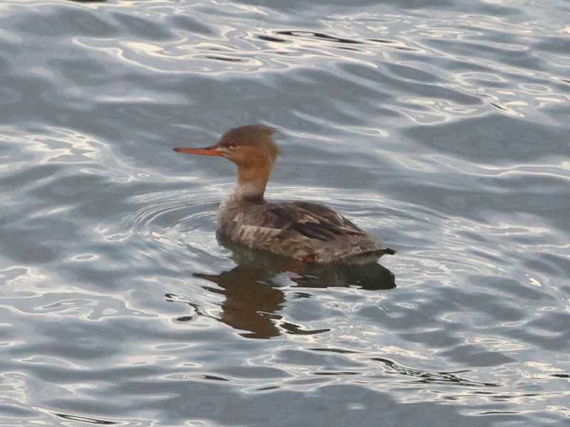 Mystery bird to be identified