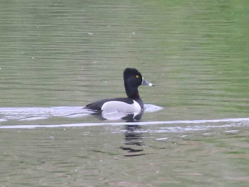 Mystery bird to be identified