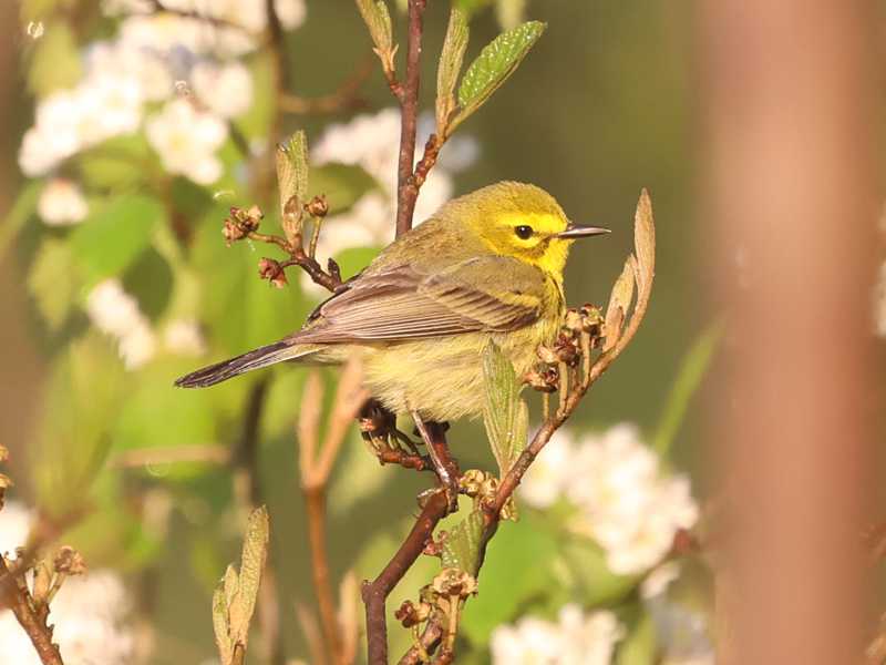 Mystery bird to be identified