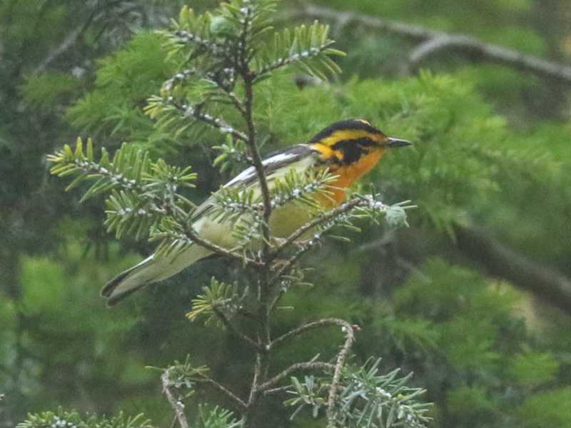 Mystery bird to be identified