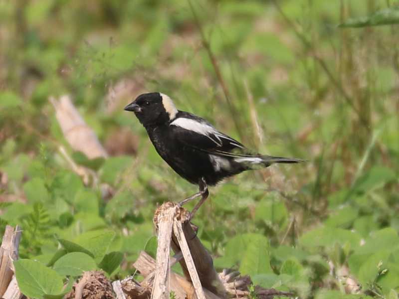 Mystery bird to be identified
