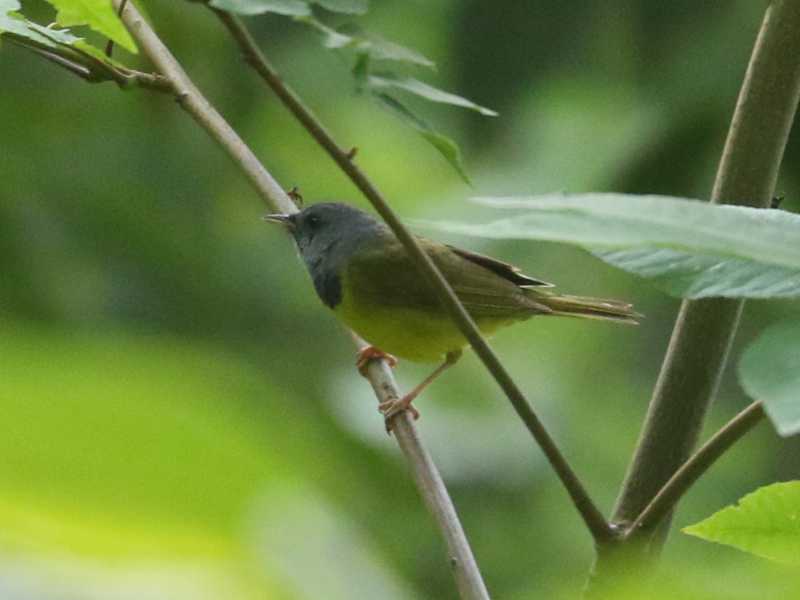 Mystery bird to be identified