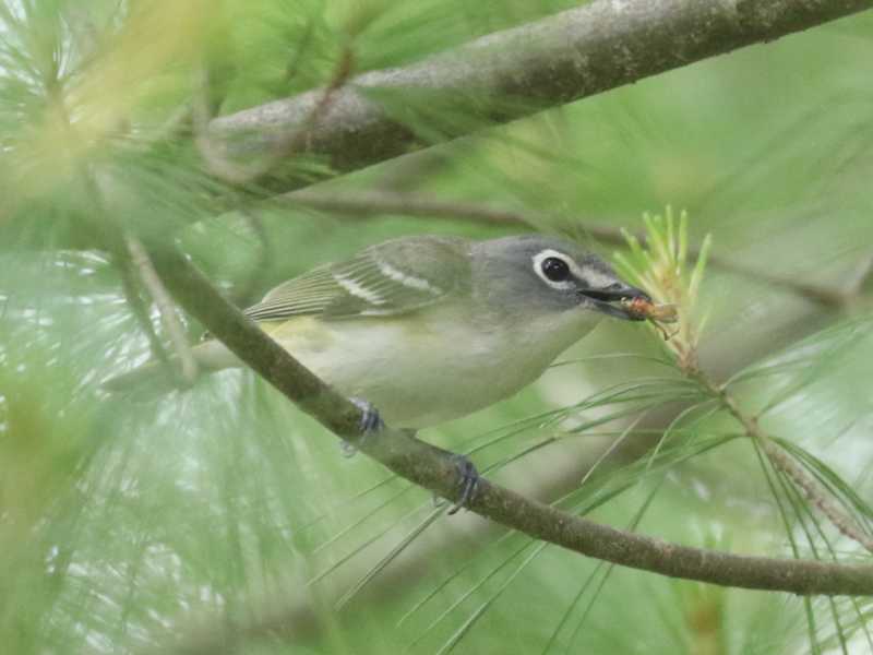 Mystery bird to be identified