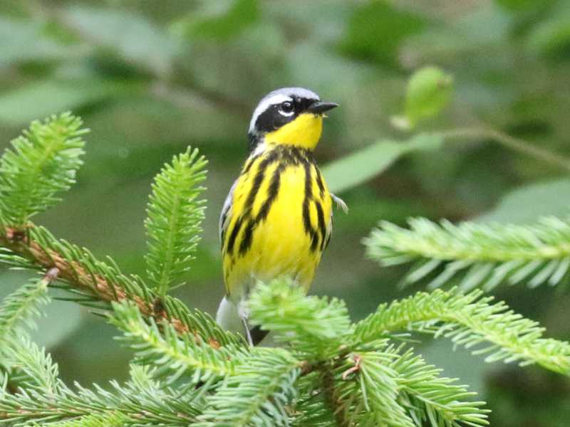 Mystery bird to be identified
