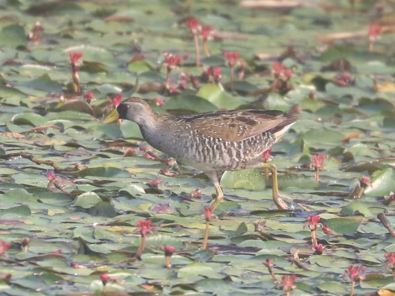 Mystery bird to be identified