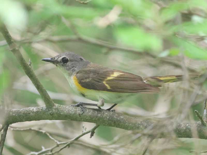 Mystery bird to be identified