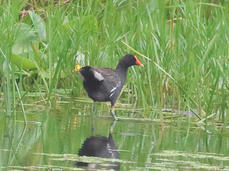 Mystery bird to be identified