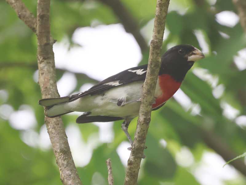 Mystery bird to be identified