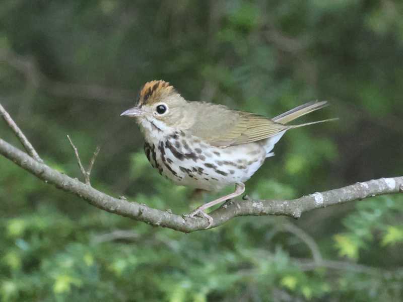 Mystery bird to be identified