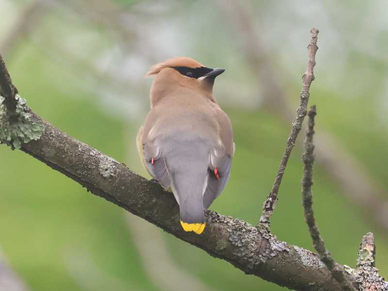 Mystery bird to be identified