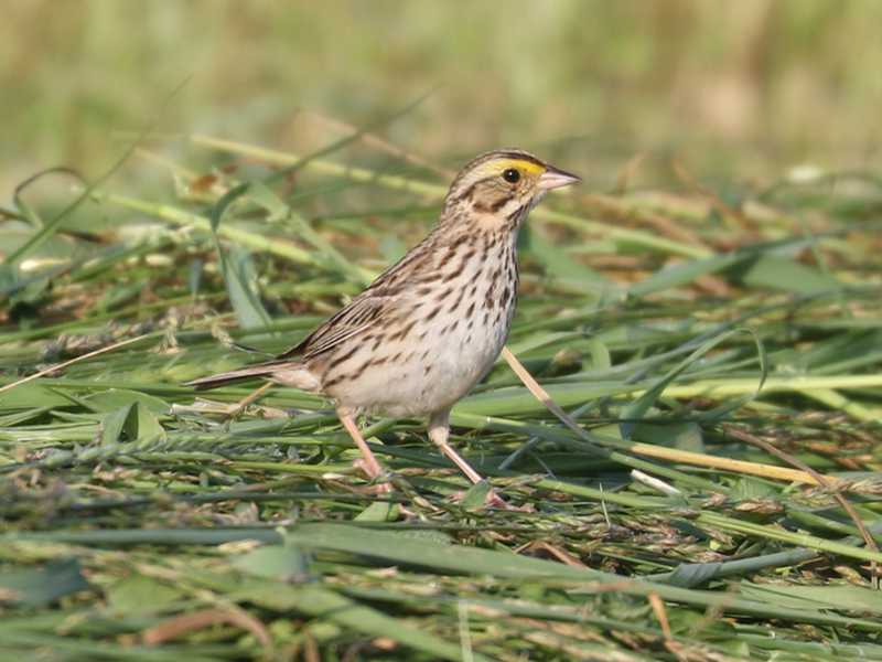 Mystery bird to be identified