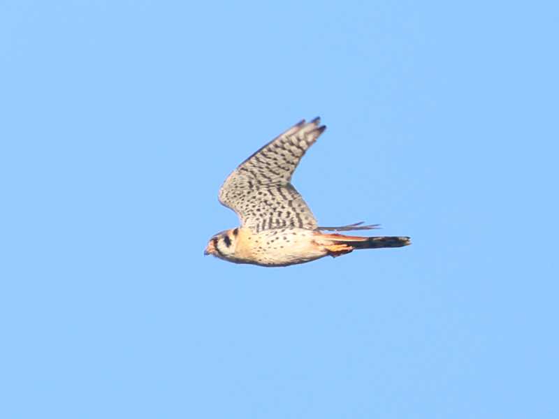 Mystery bird to be identified