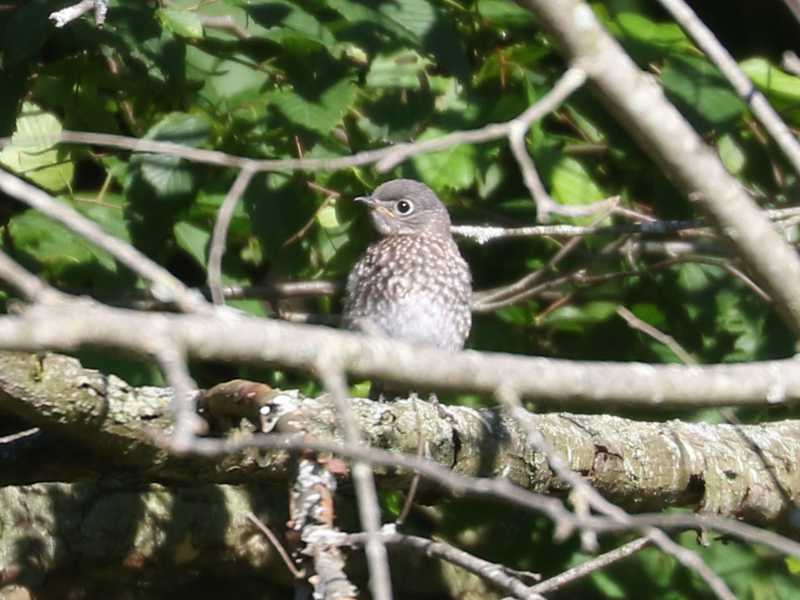 Mystery bird to be identified